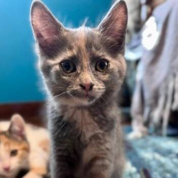 Domestic Short Hair Cats Available for Adoption in Green Bay, Wisconsin - Benny | PetCurious