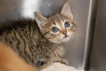 Domestic Short Hair Cats Available for Adoption in Charlotte, North Carolina - A1264139 | PetCurious