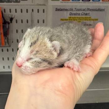 Orthrus -  Domestic Short Hair Cat for Adoption in League City, Texas - Orthrus | PetCurious