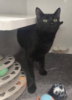 Litten -  Domestic Short Hair Cat for Adoption in Roseville, California - Litten | PetCurious