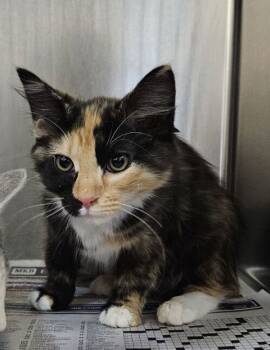 Rescue Domestic Medium Hair Cats for Adoption in Roanoke, Virginia - Fiona | PetCurious