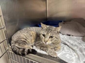 PURRCY -  Domestic Short Hair Cat for Adoption - PURRCY | PetCurious