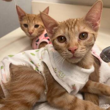 Jones -  Domestic Short Hair Cat for Adoption in Chandler, Arizona - Jones | PetCurious