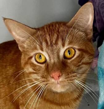 Rescue Domestic Medium Hair Cats for Adoption in Eglin Air Force Base, Florida - Ernie | PetCurious