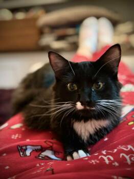 Rescue Domestic Medium Hair Cats for Adoption in Rochester, New Hampshire - Domino | PetCurious