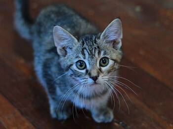 Domestic Short Hair Cats Available for Adoption in Greensburg, Pennsylvania - Kendall | PetCurious