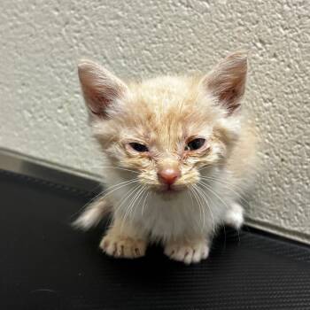 Bertinelli -  Domestic Short Hair Cat for Adoption in Bristol, Indiana - Bertinelli | PetCurious