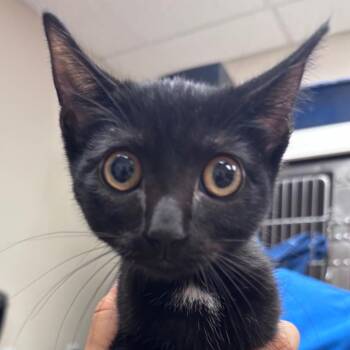 Hoot -  Domestic Short Hair Cat for Adoption in Goleta, California - Hoot | PetCurious