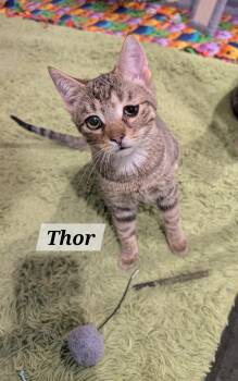 Domestic Short Hair Cats Available for Adoption - Thor | PetCurious