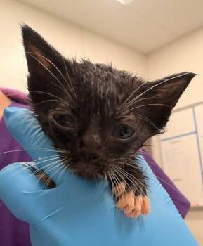 WREN -  Domestic Short Hair Cat for Adoption in Baytown, Texas - WREN | PetCurious