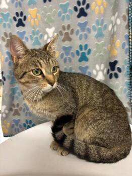Domestic Short Hair Cats Available for Adoption in Wabash, Indiana - Macaroni | PetCurious