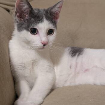 American Shorthair Cats Available for Adoption - Rue | PetCurious