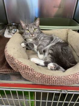 Piper -  Domestic Short Hair Cat for Adoption in Warwick, Rhode Island - Piper | PetCurious