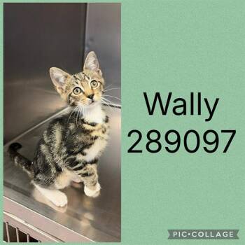 WALLY -  Domestic Short Hair Cat for Adoption in Macon, Georgia - WALLY | PetCurious