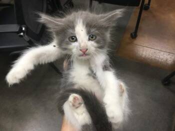 Rescue Domestic Medium Hair Cats for Adoption in Thousand Palms, California - A1884805 | PetCurious