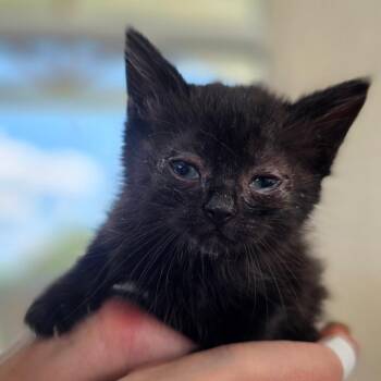 Toaster -  Domestic Short Hair Cat for Adoption in Chapel Hill, North Carolina - Toaster | PetCurious