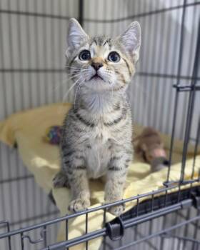 Harmony -  Domestic Short Hair Cat for Adoption in Novato, California - Harmony | PetCurious