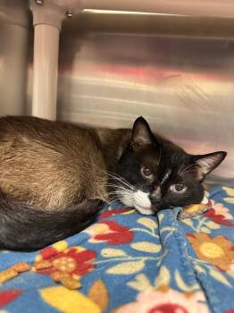 Siamese Cats Available for Adoption in Johnson City, Tennessee - Remey (Boyd) | PetCurious