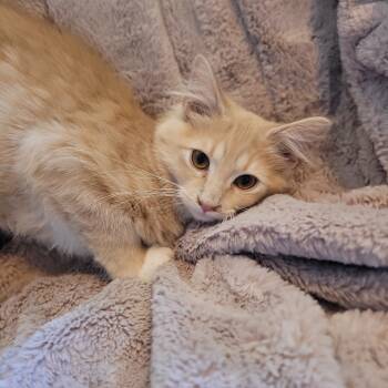 Rescue Domestic Long Hair Cats for Adoption in Fishers, Indiana - Gilly | PetCurious