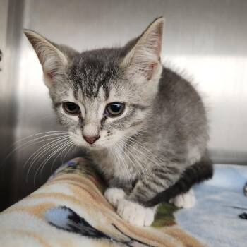 Goblin -  Domestic Short Hair Cat for Adoption in Fort Wayne, Indiana - Goblin | PetCurious