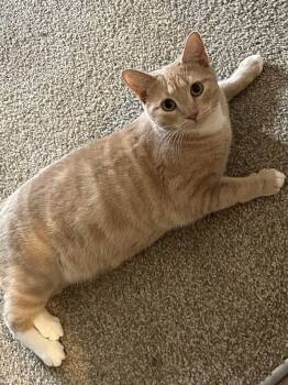 Rescue Domestic Short Hair Cats for Adoption in Greenville, South Carolina - Papaya - ET | PetCurious