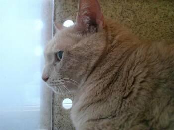 Domestic Short Hair Cats Available for Adoption in Oklahoma City, Oklahoma - A472415 | PetCurious