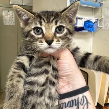 Domestic Short Hair Cats Available for Adoption in Pekin, Illinois - Fundraiser | PetCurious