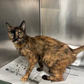 Domestic Short Hair Cats Available for Adoption in Memphis, Tennessee - Kit | PetCurious