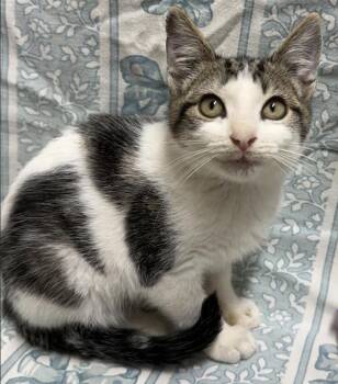 Rescue Domestic Short Hair Cats for Adoption in Long Beach, New York - Rip Van Winkle | PetCurious