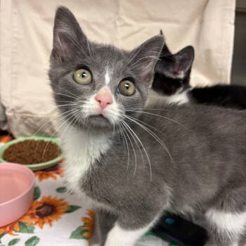 Rescue Domestic Short Hair Cats for Adoption in Hendersonville, North Carolina - Sugar | PetCurious