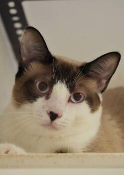 Sleet 57801 -  Siamese Cat for Adoption in Aiken, South Carolina - Sleet 57801 | PetCurious