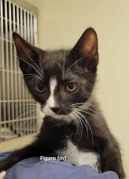 Figaro -  Domestic Short Hair Cat for Adoption in Mazon, Illinois - Figaro | PetCurious