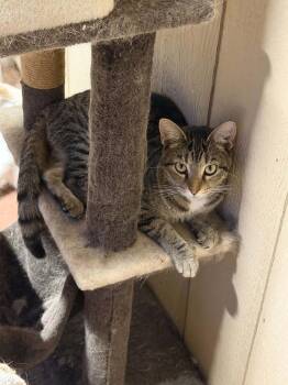 Valentina -  Tabby Cat for Adoption in Cary, North Carolina - Valentina | PetCurious