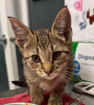 Rescue Domestic Short Hair and Tabby Cats for Adoption in Virginia Beach, Virginia - Odie | PetCurious
