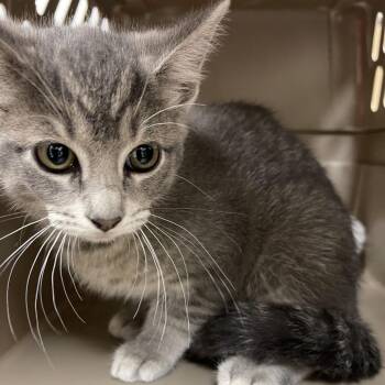 Neptune -  Domestic Short Hair Cat for Adoption in Milan, Illinois - Neptune | PetCurious