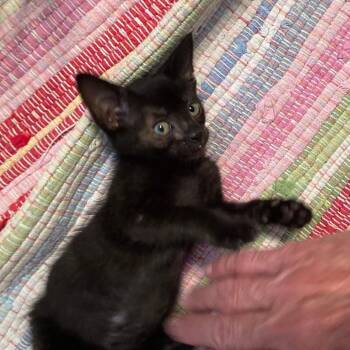 Barbie -  Domestic Short Hair Cat Available for Adoption - Barbie | PetCurious