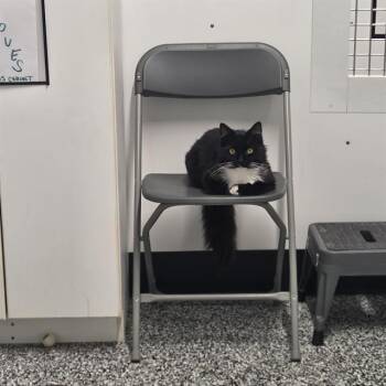 Domestic Long Hair Cats Available for Adoption in Palmetto, Florida - COOPER | PetCurious