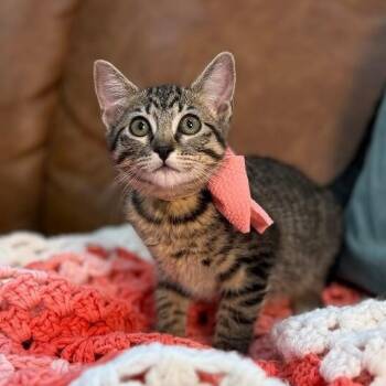 Tabby and Domestic Short Hair Cats Available for Adoption in Friendswood, Texas - Olivia Von Whiskers | PetCurious