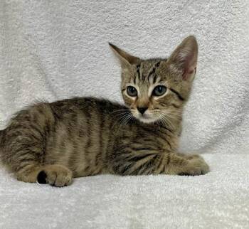 Kitten E -  Domestic Short Hair Cat for Adoption in Sunnyvale, Texas - Kitten E | PetCurious