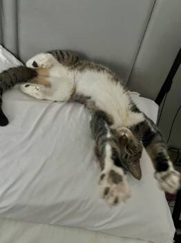 Domestic Short Hair Cats Available for Adoption - Tab | PetCurious