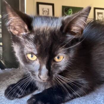 Dexter -  Domestic Short Hair Cat for Adoption in Long Beach, California - Dexter | PetCurious