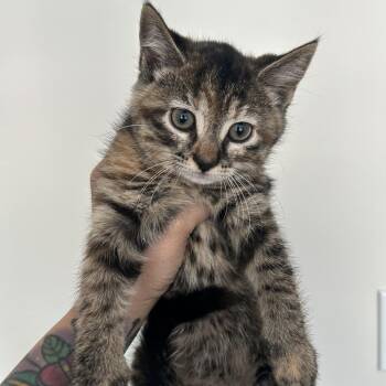 Muffy -  Domestic Short Hair Cat for Adoption in Huntsville, Alabama - Muffy | PetCurious