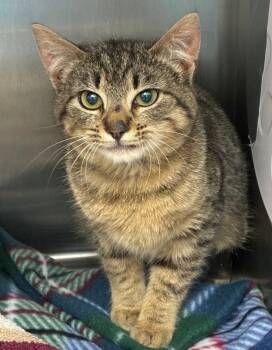 Domestic Short Hair Cats Available for Adoption - Waffles | PetCurious