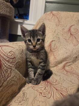 Oleander -  Domestic Short Hair Cat for Adoption in Saint Charles, Missouri - Oleander | PetCurious