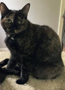 Rescue Domestic Short Hair Cats for Adoption - GEISHA | PetCurious