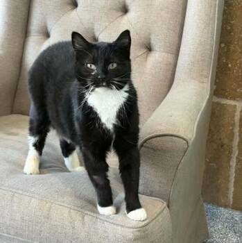 Caviar -  Tuxedo Cat for Adoption in Lenexa, Kansas - Caviar | PetCurious