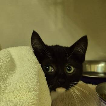 Rescue Domestic Short Hair Cats for Adoption in Drumheller, Alberta - Eris | PetCurious