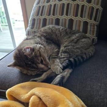 Old Man Jenkins--In Foster -  Domestic Short Hair Cat for Adoption in Fargo, North Dakota - Old Man Jenkins--In Foster | PetCurious