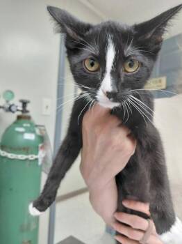 Linnie -  Domestic Short Hair Cat for Adoption in Conway, Arkansas - Linnie | PetCurious