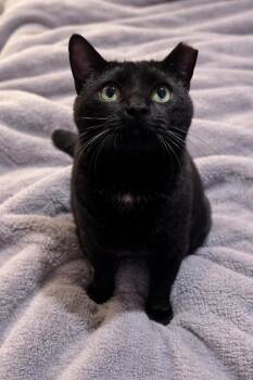 Ollie -  Domestic Short Hair Cat for Adoption in Venice, Florida - Ollie | PetCurious